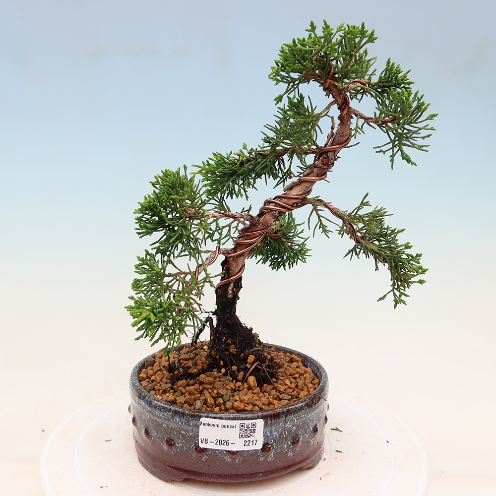 Kültéri bonsai - Juniperus chinensis Kishu