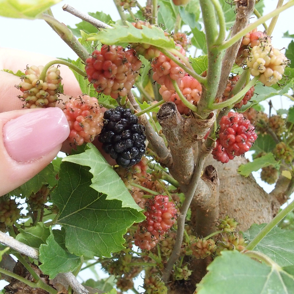 Kültéri bonsai -Morus alba - eperfa