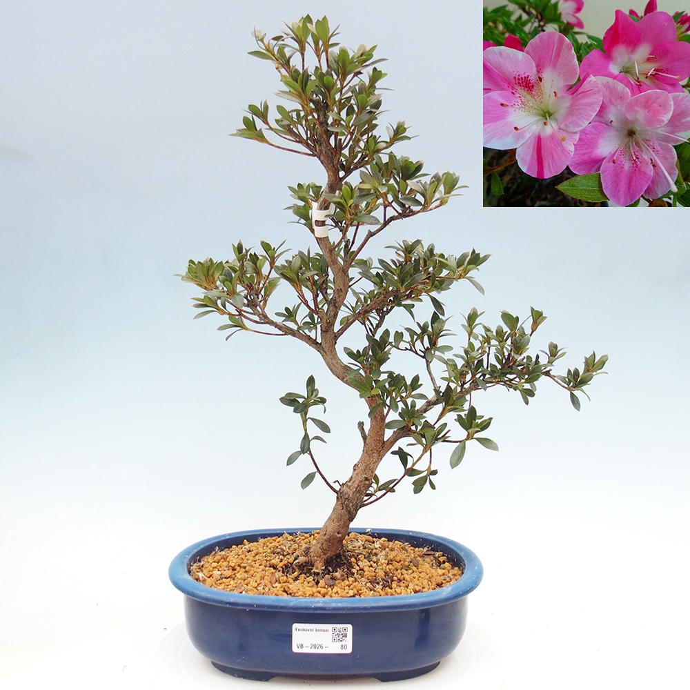 Kültéri bonsai - Japán azálea - Azalea Reiko
