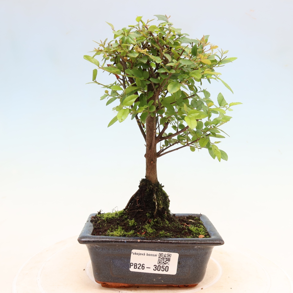 Szobai bonsai - Sageretia thea - Sageretia thea
