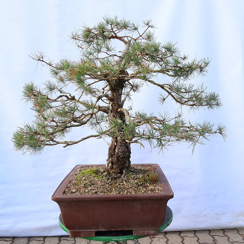 Pinus sylvestris Spanyolország – erdei fenyő