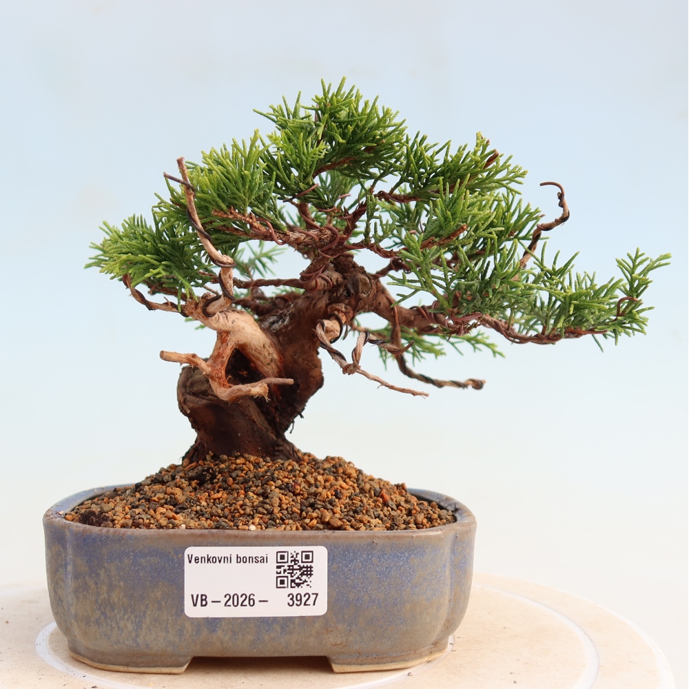 Kültéri bonsai - Juniperus chinensis Itoigawa