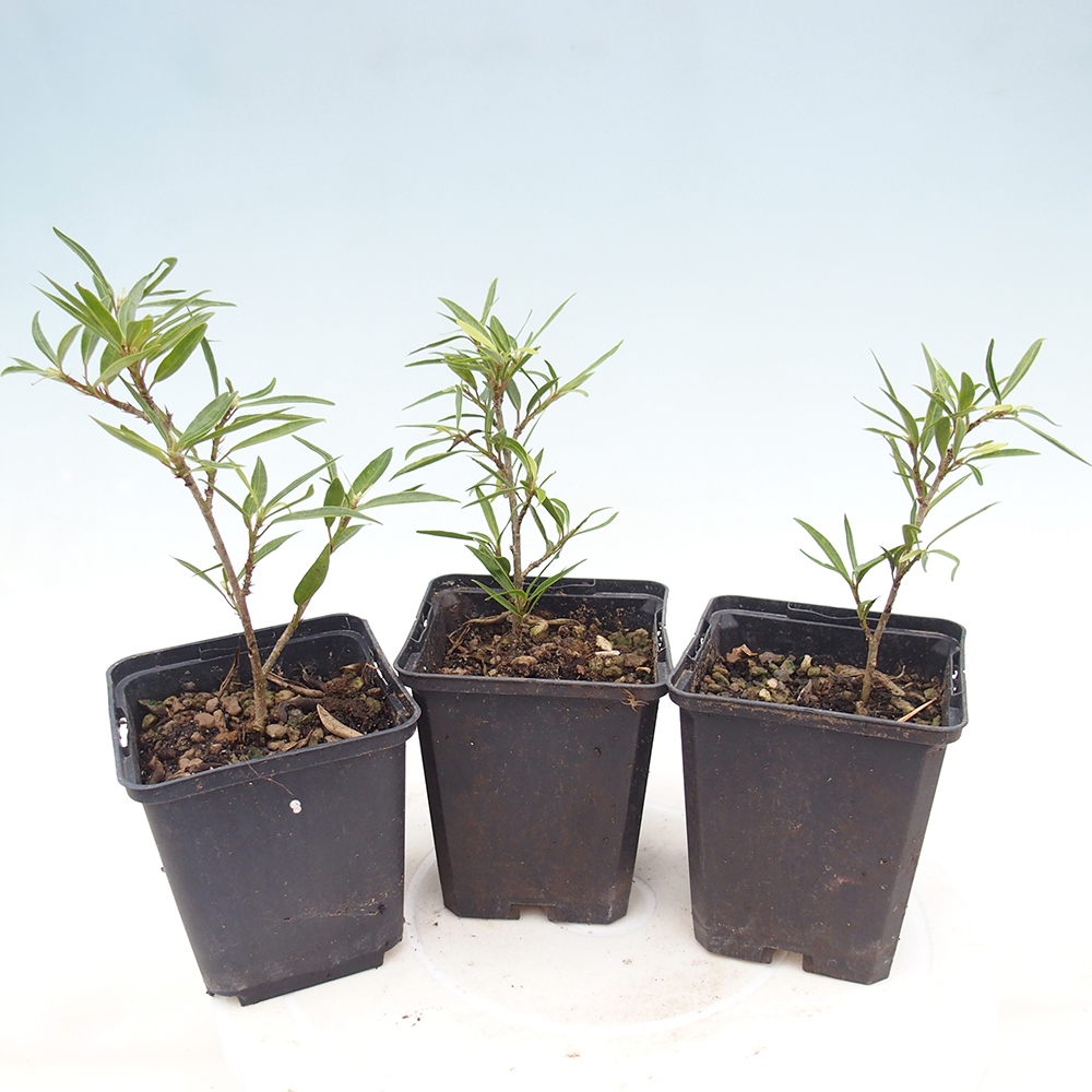 Szobai bonsai - Ficus nerifolia - kis levelű fikusz konténerben