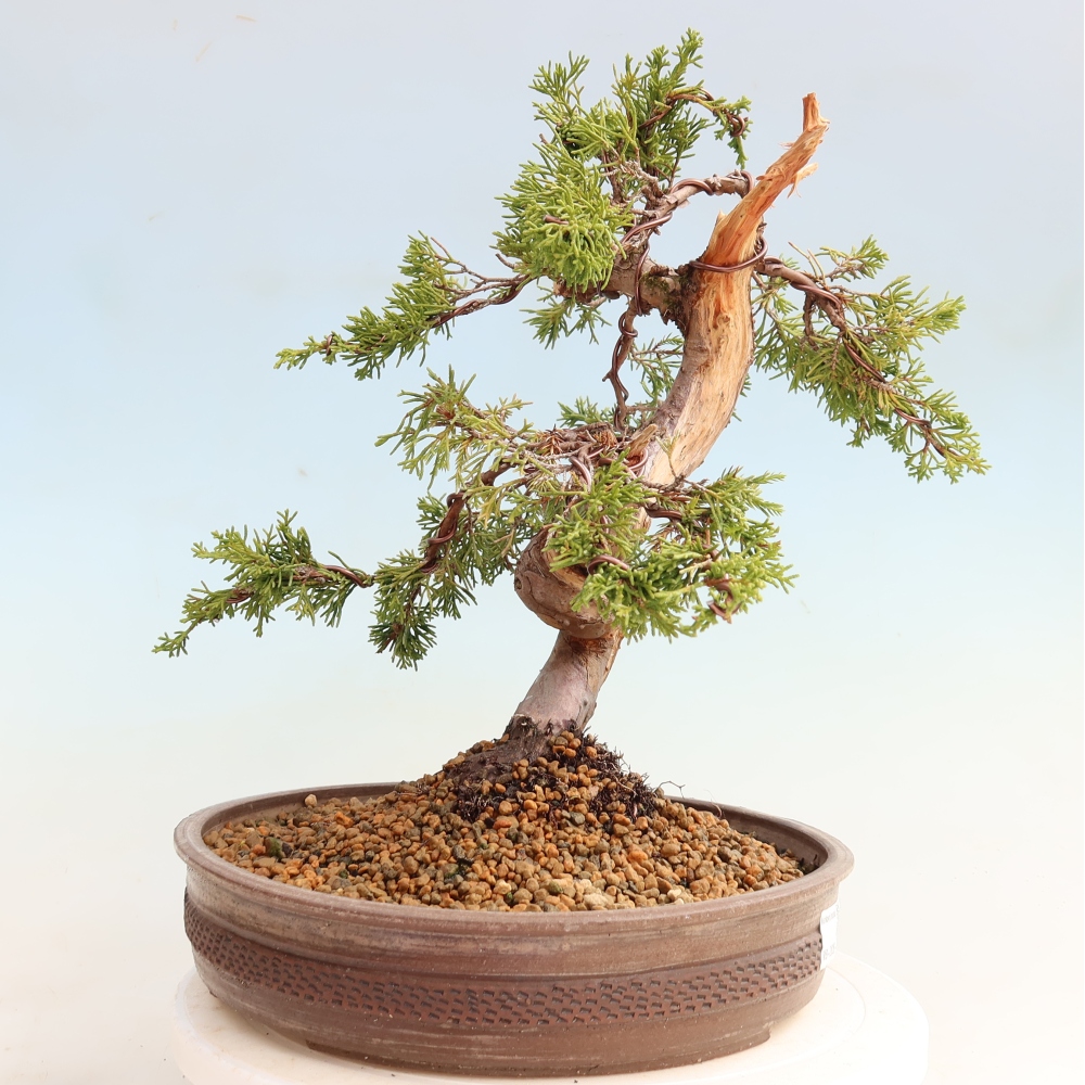 Kültéri bonsai - Juniperus chinensis Itoigawa-Juniperus chinensis