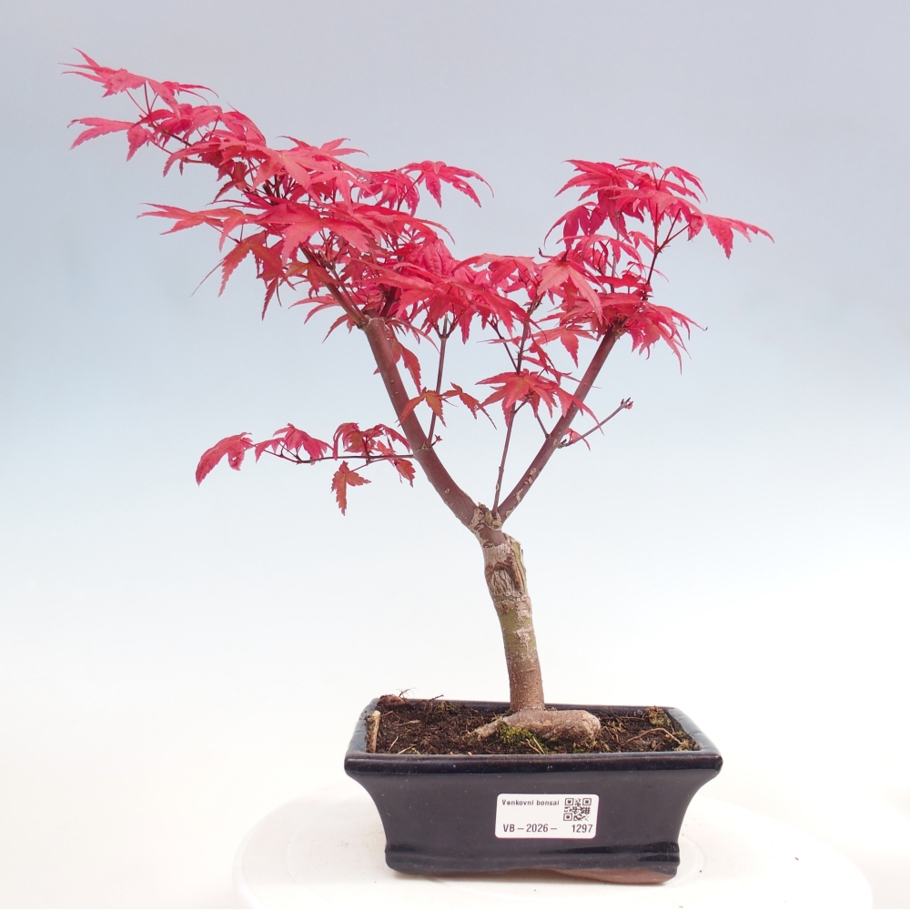 Kültéri bonsai - Acer palmatum DESHOJO