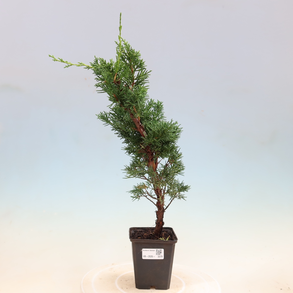 Kültéri bonsai - Juniperus chinensis Kishu