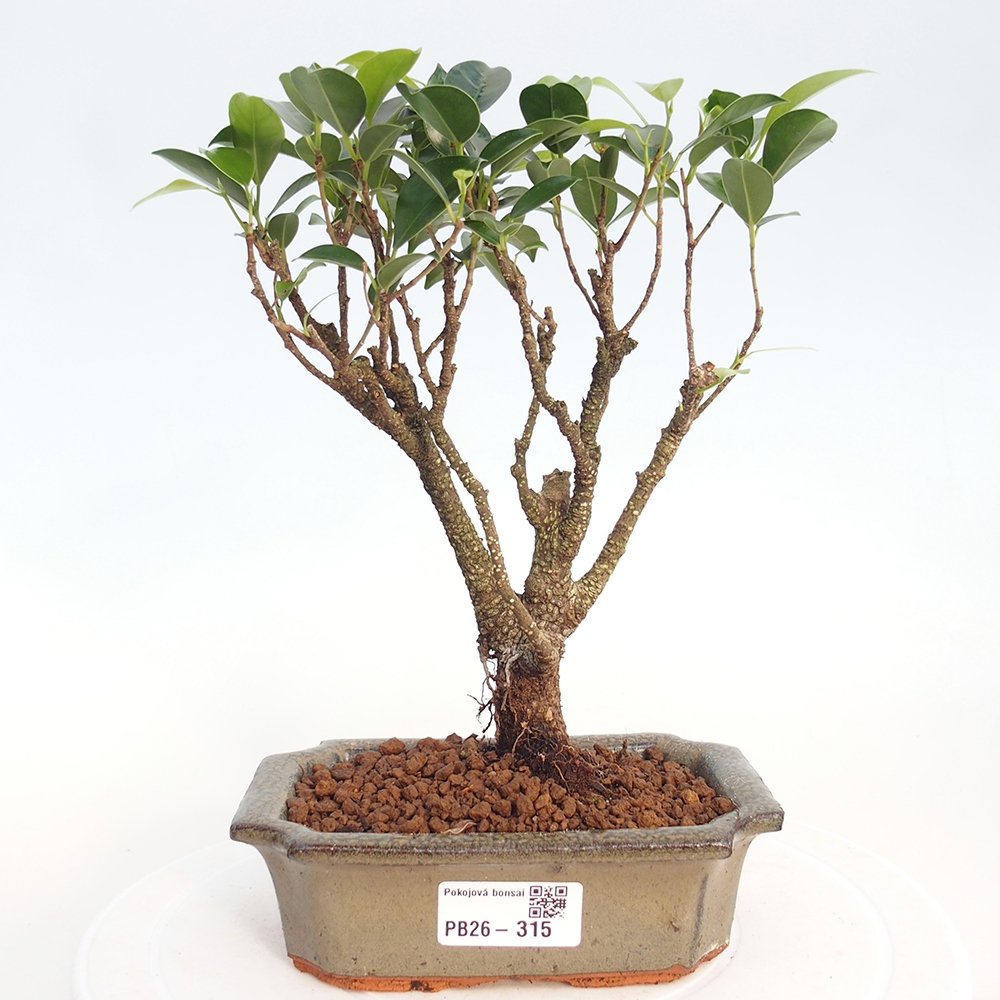 Szobai bonsai - Ficus retusa - kislevelű fikusz