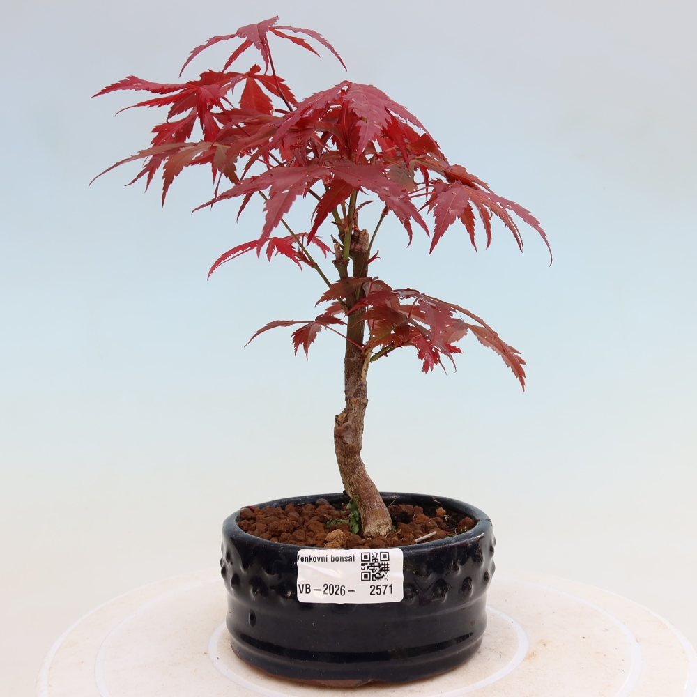 Kültéri bonsai - Acer pálma. Atropurpureum-Javor palmate