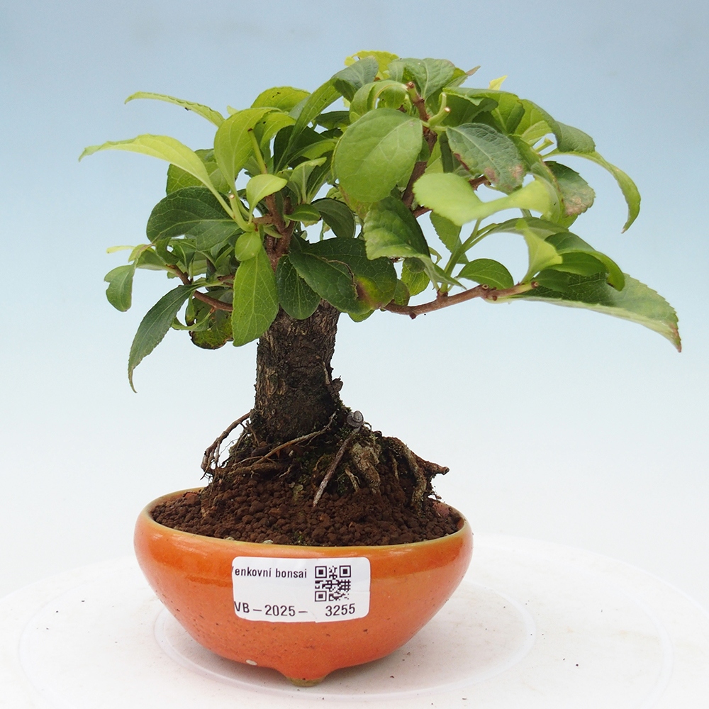 Kültéri bonsai - Celastrus orbiculatus