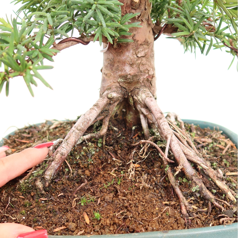 Kültéri bonsai - Taxus cuspidata - japán tiszafa