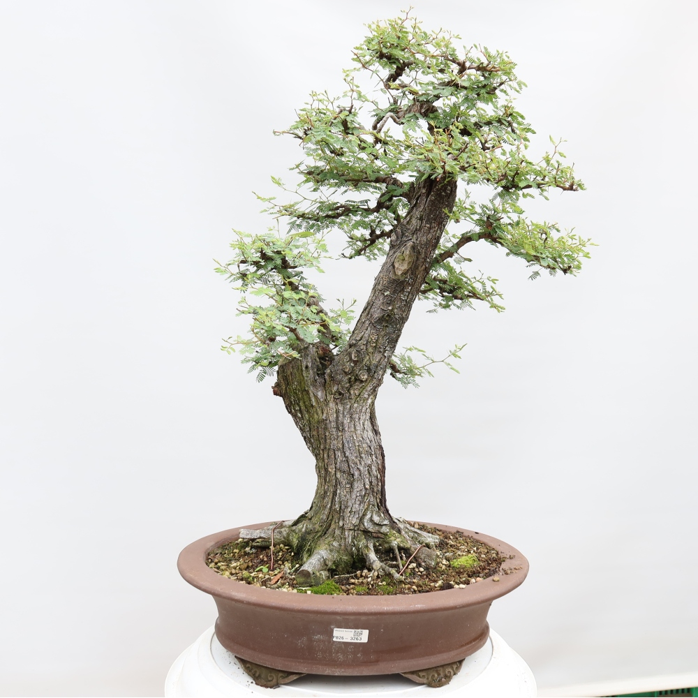 Szobai bonsai - Acacias Arabica
