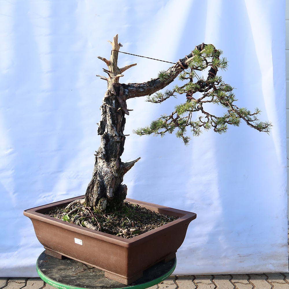 Pinus sylvestris Spanyolország – erdei fenyő