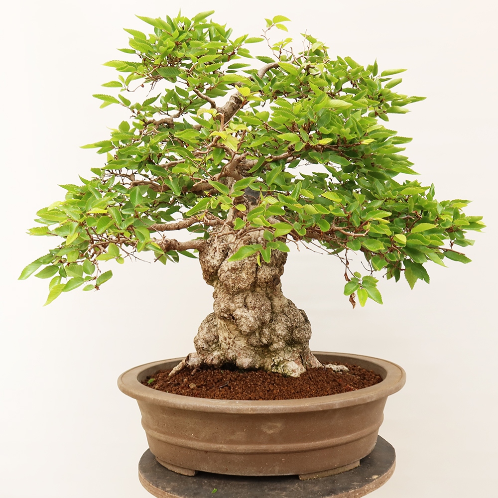 Kültéri bonsai -Carpinus Coreana - Koreai gyertyánfa