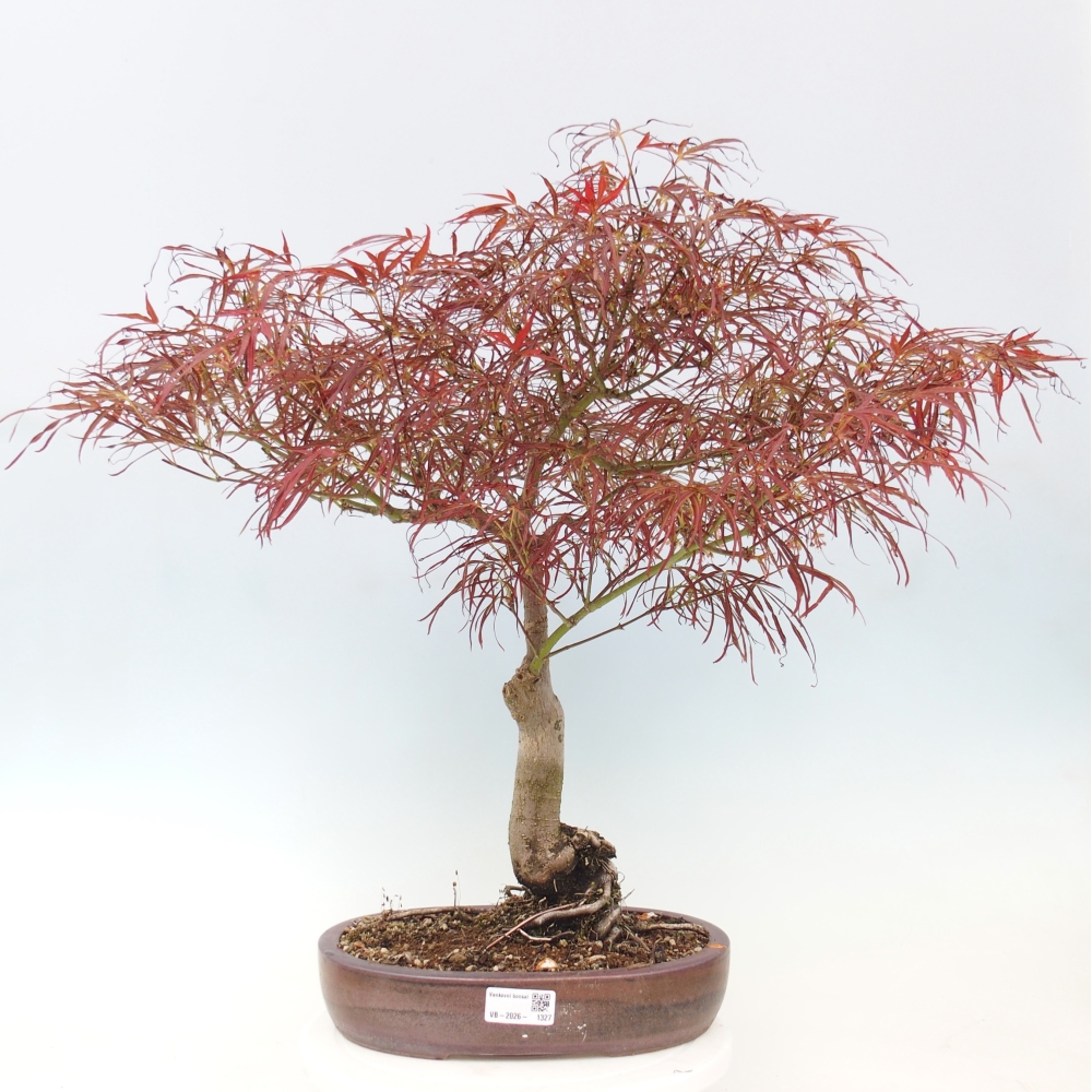 Kültéri bonsai - Acer palmatum RED PYGMY
