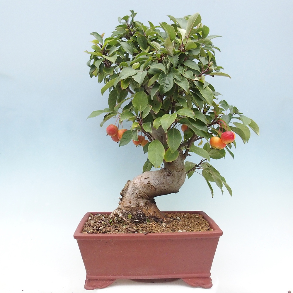 Kültéri bonsai -Malus halliana - Kis gyümölcsű almafa