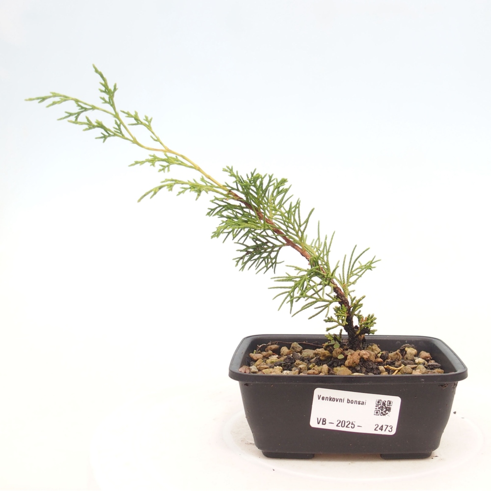 Kültéri bonsai - Juniperus chinensis Itoigawa