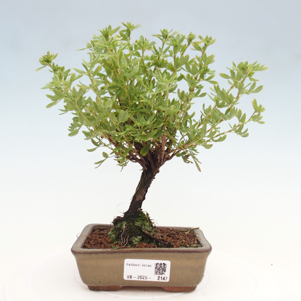 Kültéri bonsai - Potentila fruticosa sárga Bird