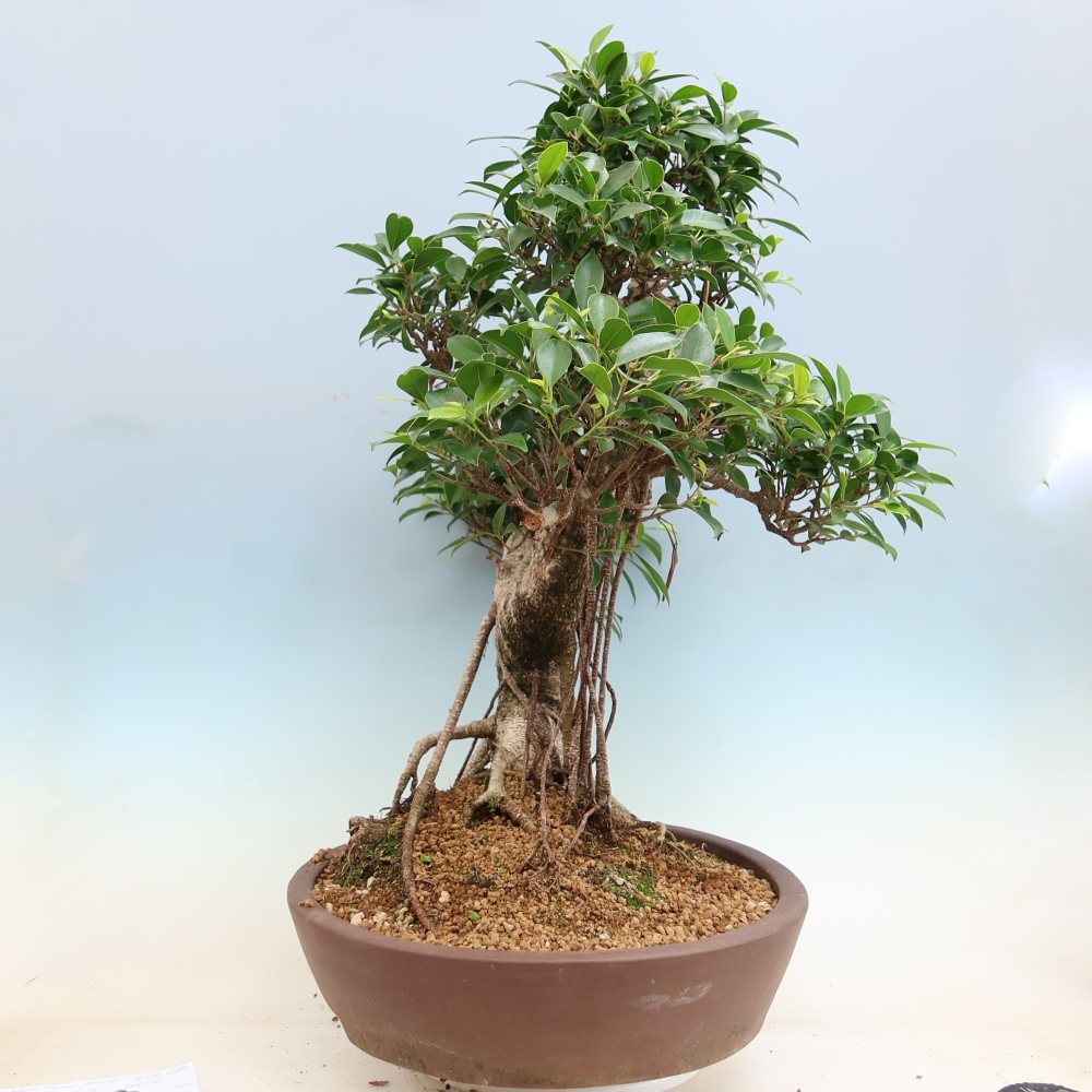 Szobai bonsai - Ficus kimmen - kislevelű fikusz