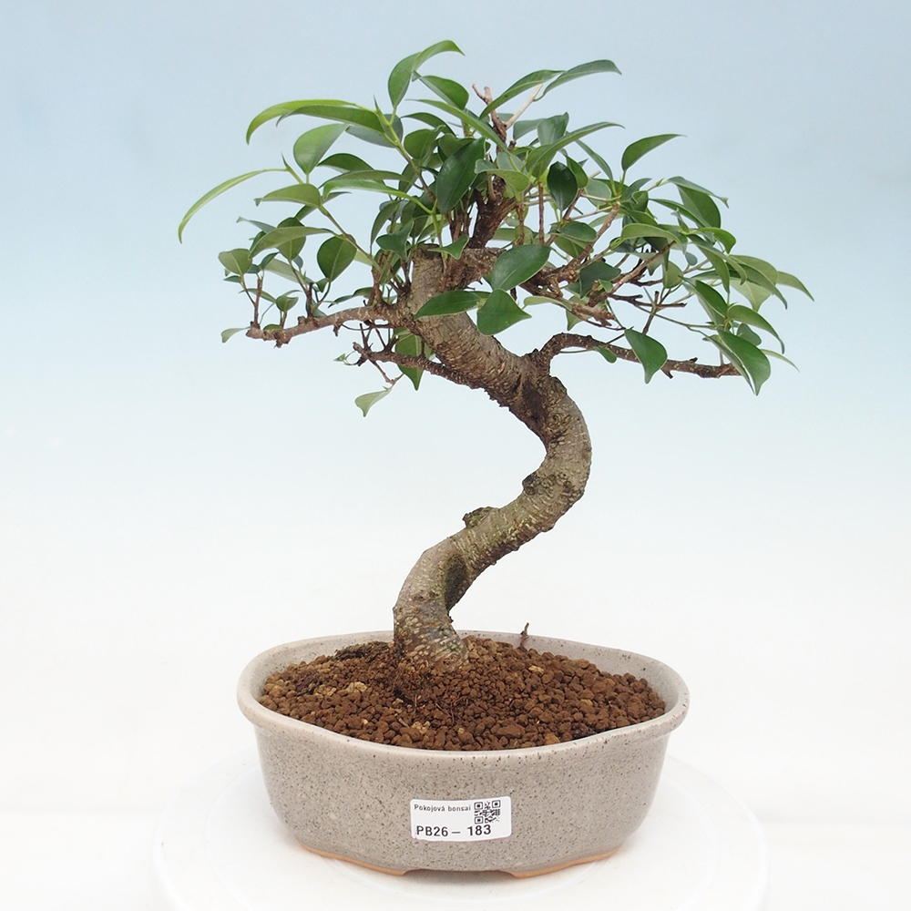 Szobai bonsai - Ficus retusa - kislevelű fikusz