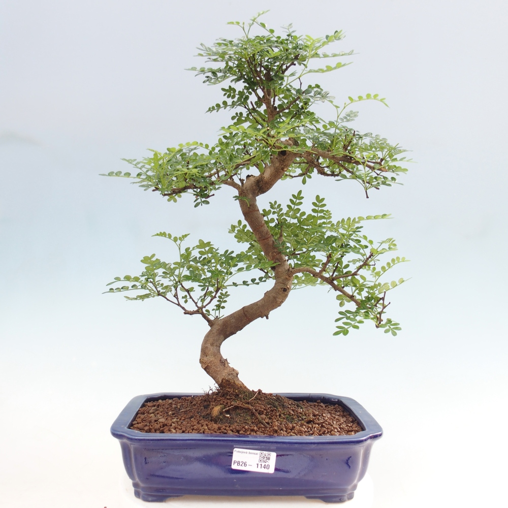 Szobai bonsai - Zantoxylum piperitum - borsfa
