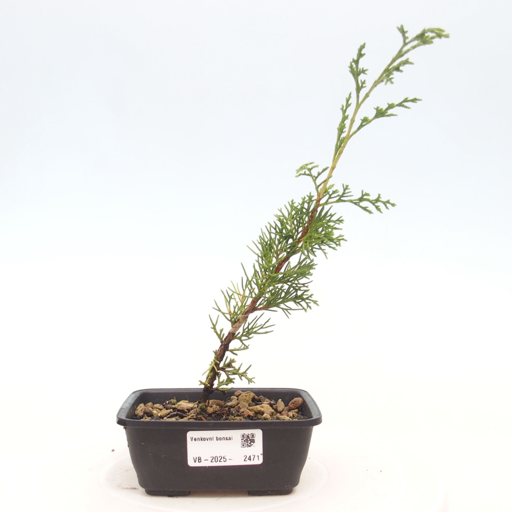 Kültéri bonsai - Juniperus chinensis Itoigawa