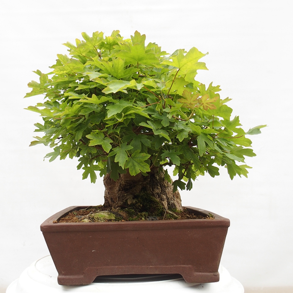 Kültéri bonsai -Javor babyka - Acer campestre