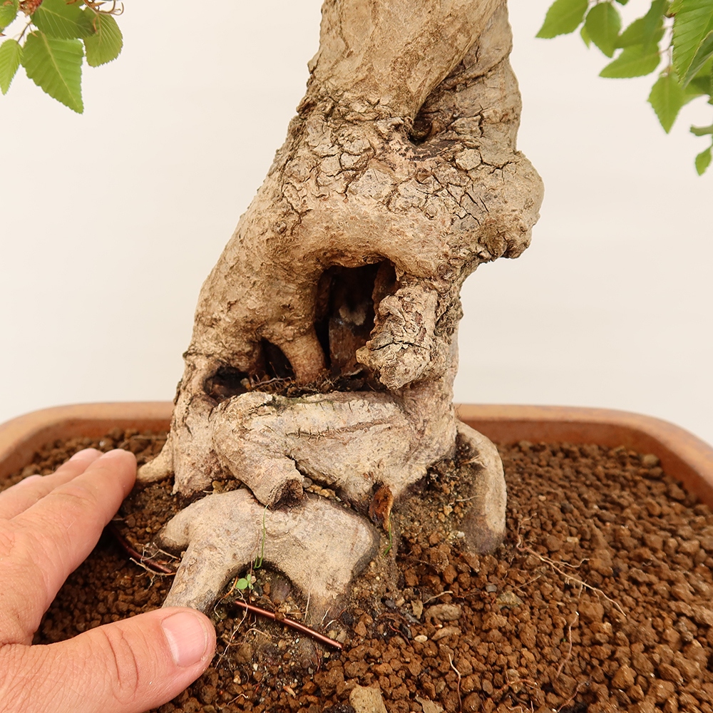 Kültéri bonsai -Carpinus Coreana - Koreai gyertyánfa