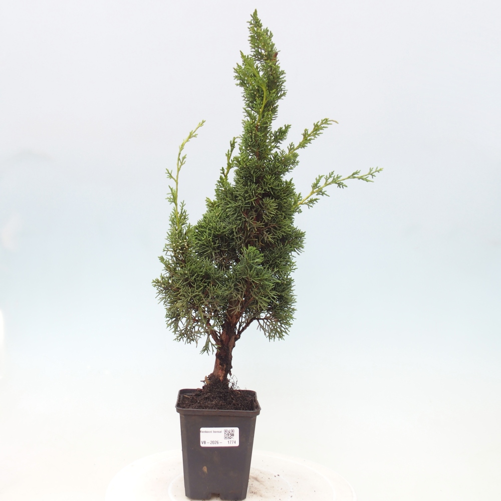 Kültéri bonsai - Juniperus chinensis Kishu