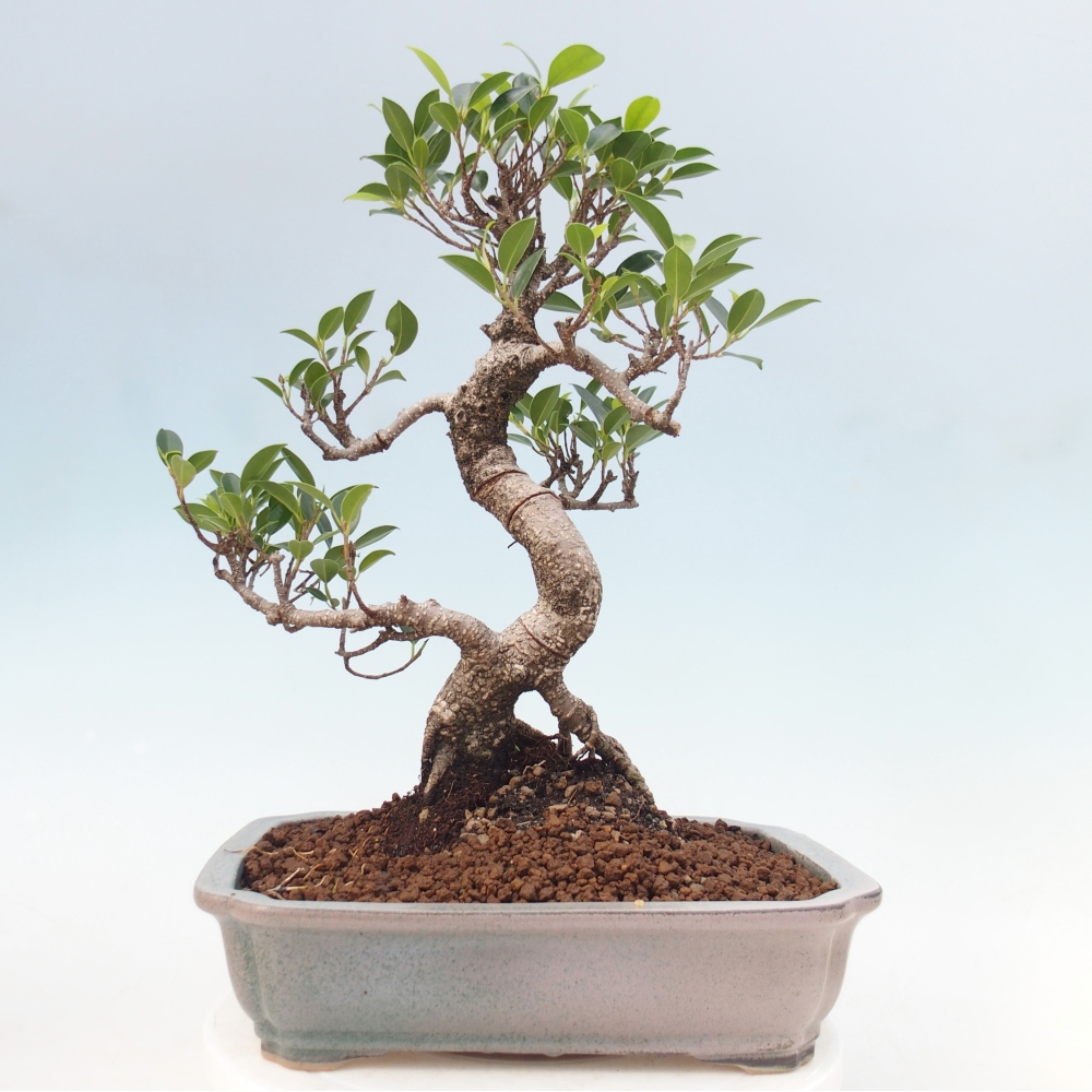 Szobai bonsai - Ficus kimmen - kislevelű fikusz