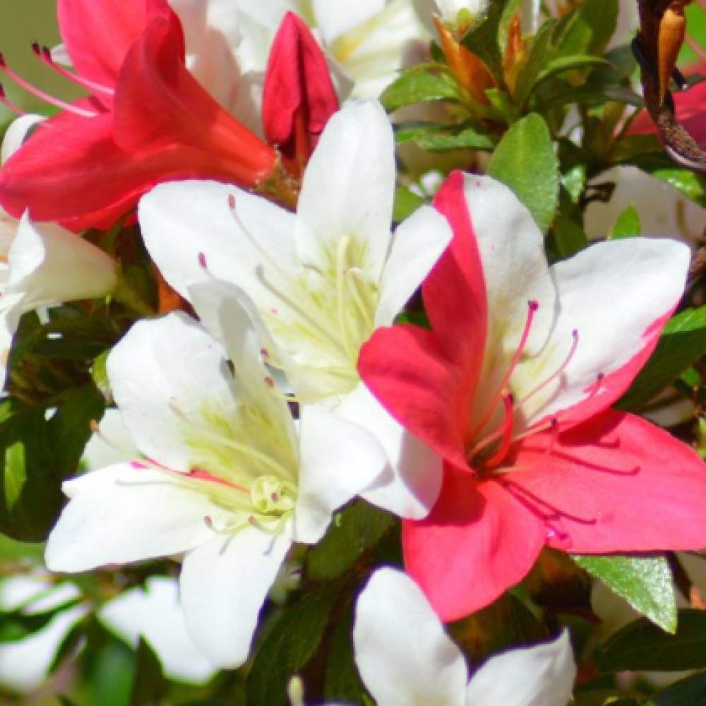 Kültéri bonsai - japán azálea - Azálea CHIHIRO