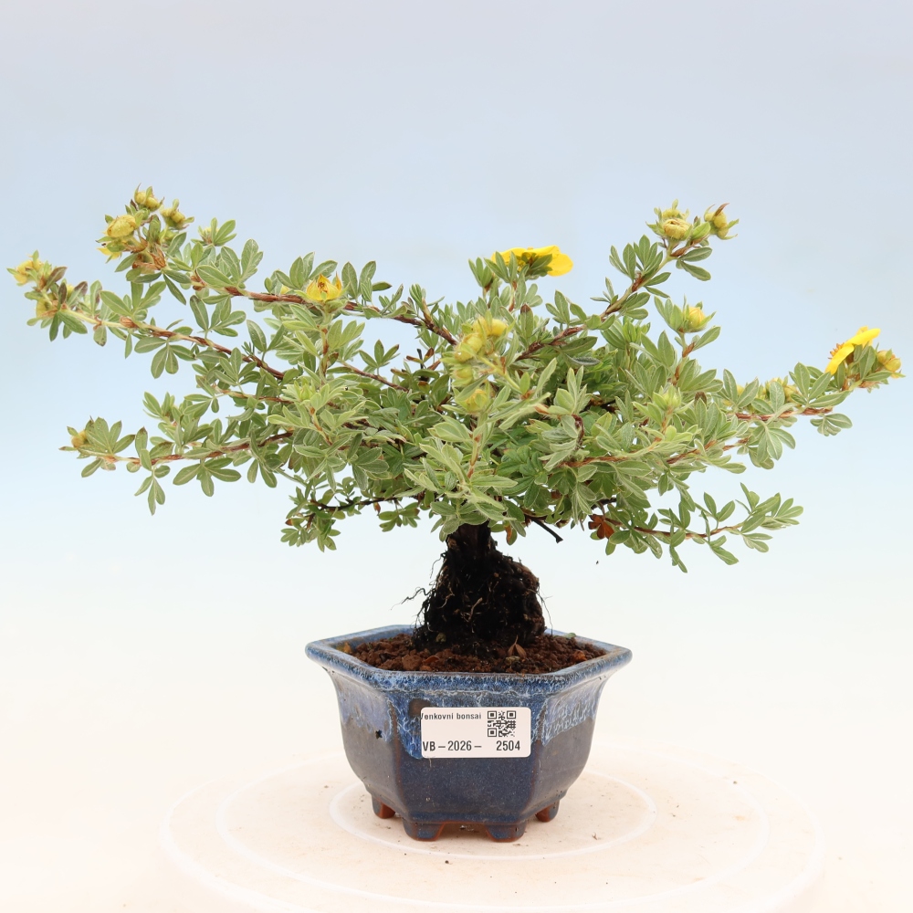 Kültéri bonsai - Potentila fruticosa