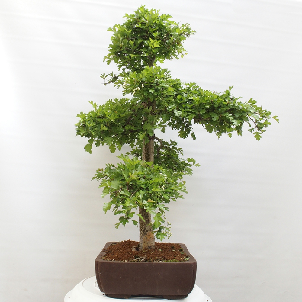 Kültéri bonsai - Galagonya - Crataegus monogyna