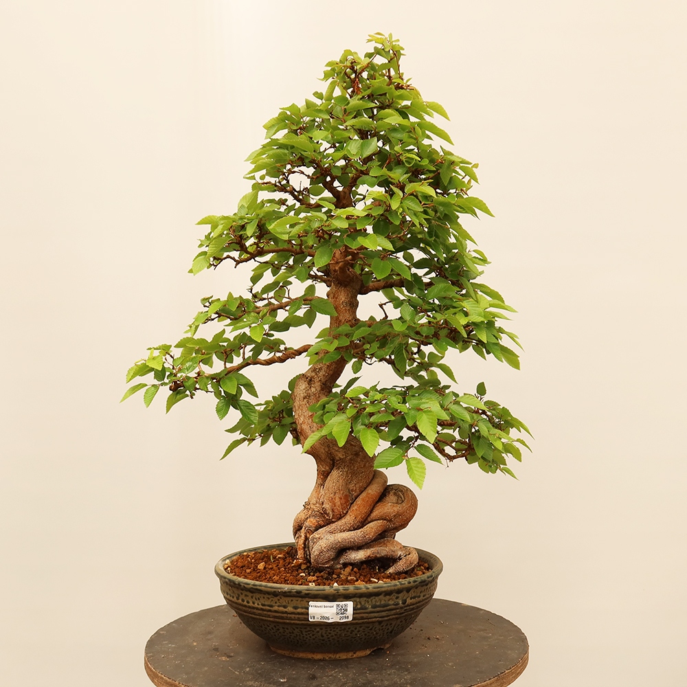 Kültéri bonsai -Carpinus Coreana - Koreai gyertyánfa