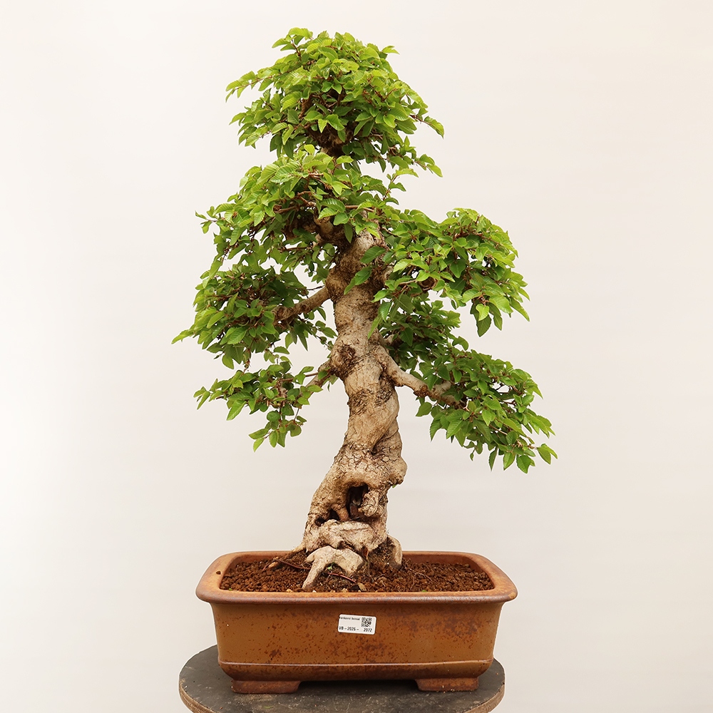 Kültéri bonsai -Carpinus Coreana - Koreai gyertyánfa
