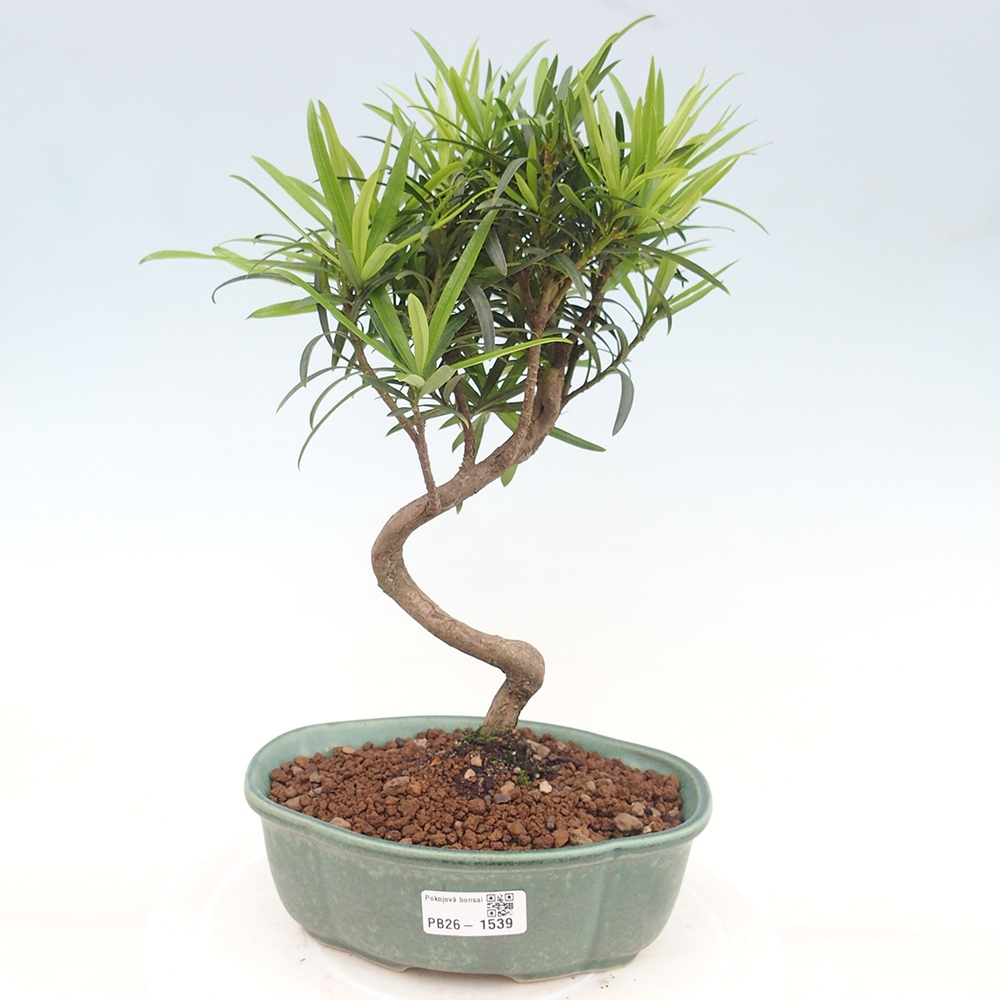 Szobai bonsai - Podocarpus - Kőtiszafa