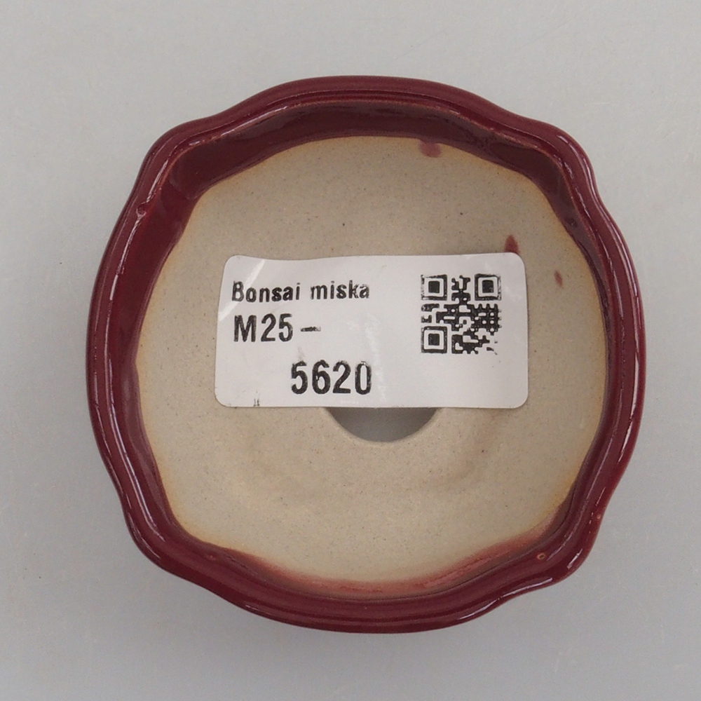 Mini bonsai tál 6 x 6 x 2,5 cm, bordó színű