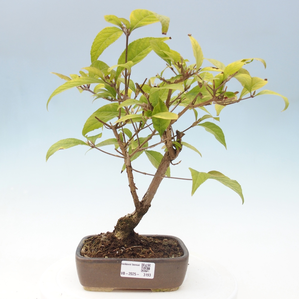 Kültéri bonsai - Callicarpa japonica