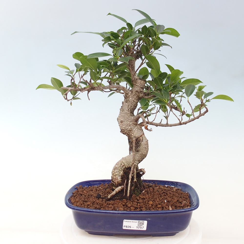 Szobai bonsai - Ficus kimmen - kislevelű fikusz
