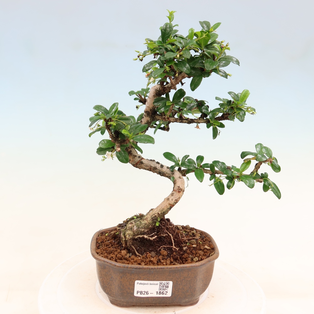 Szobai bonsai - Carmona macrophylla - Tea fuki
