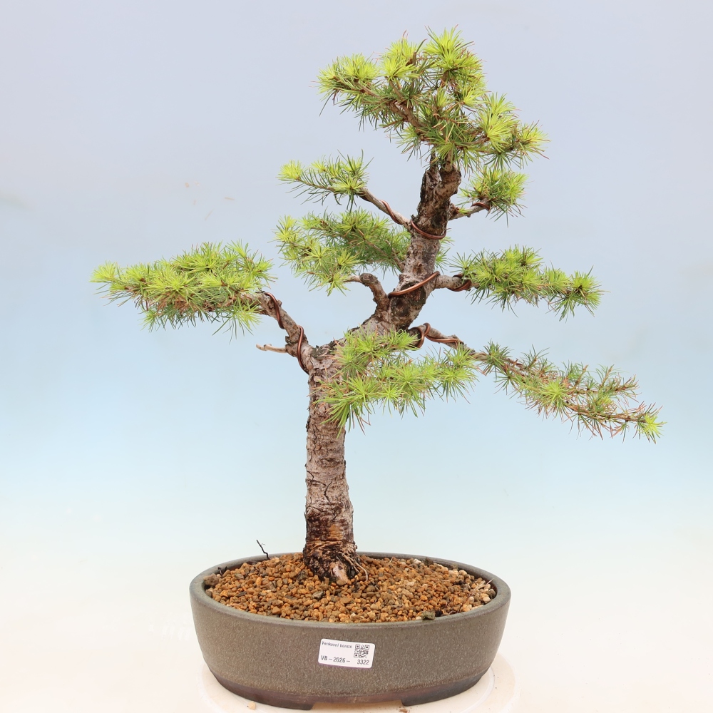 Kültéri bonsai - Larix decidua - vörösfenyő