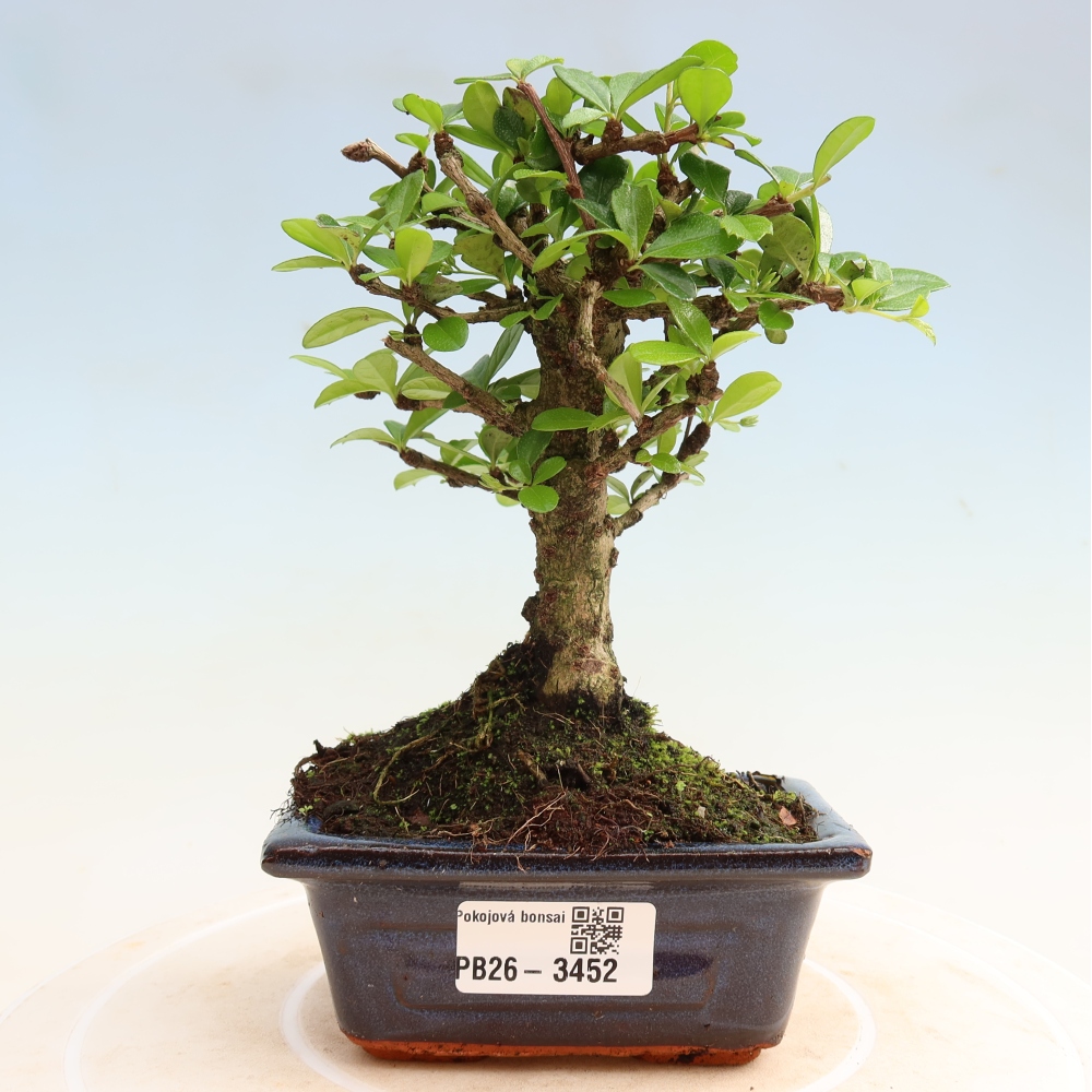 Szobai bonsai - Carmona macrophylla - Tea fuki