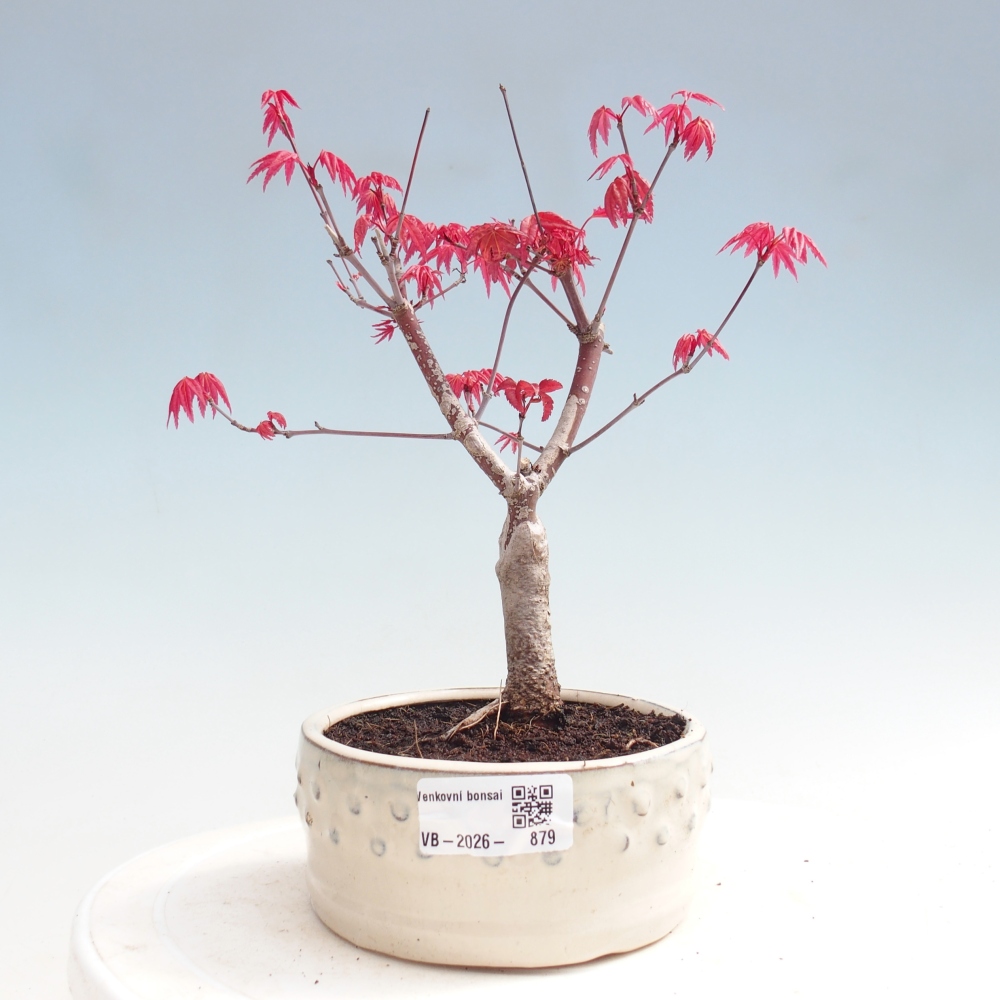 Kültéri bonsai - Acer palmatum DESHOJO
