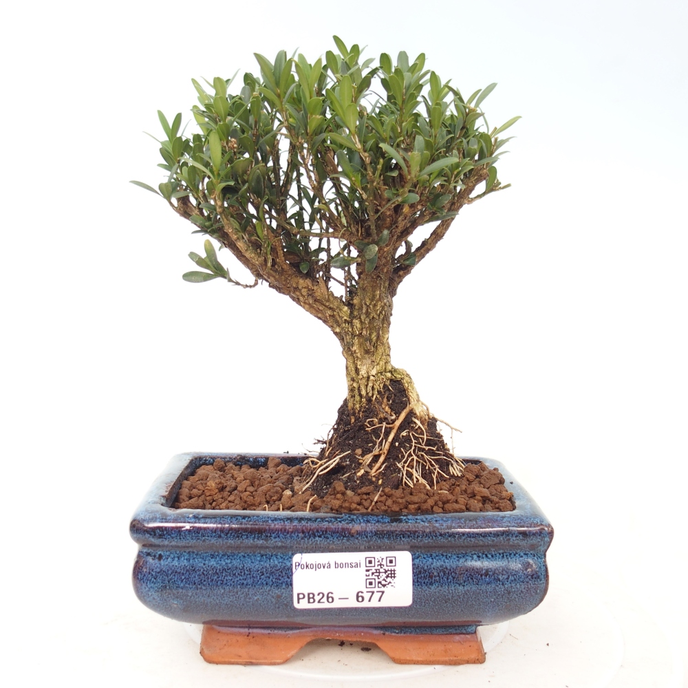 Szobai bonsai - Buxus harlandii - parafa buxus
