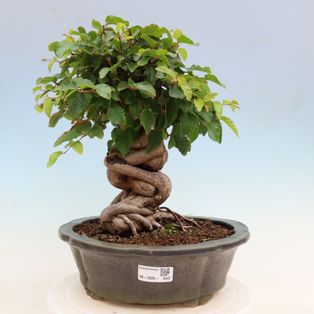 Kültéri bonsai -Carpinus Coreana - Koreai gyertyánfa