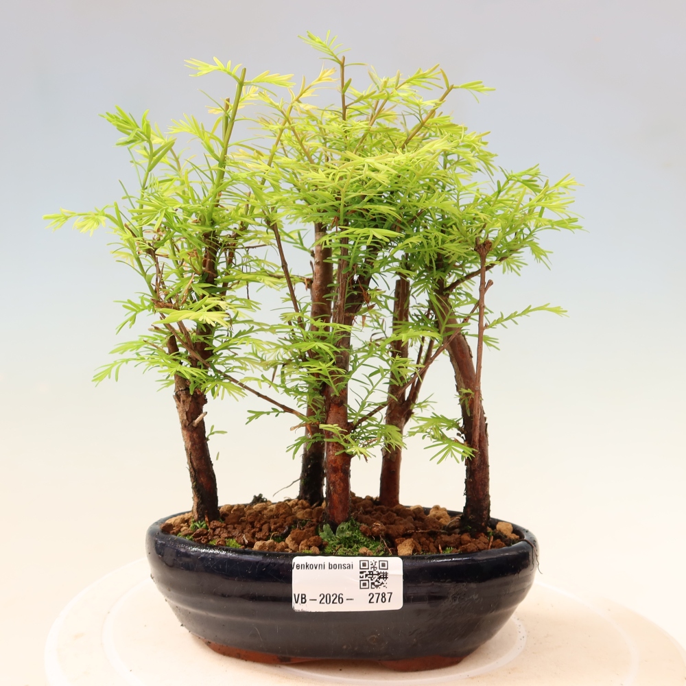 Kültéri bonsai – Metasequoia glyptostroboides – kínai metasekvoja – kis erdő