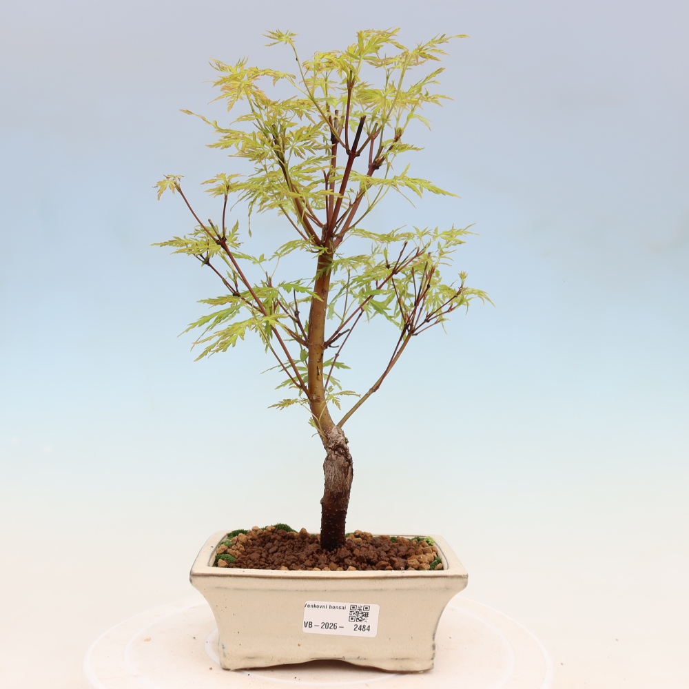 Kültéri bonsai - Acer palmatum Dissectum