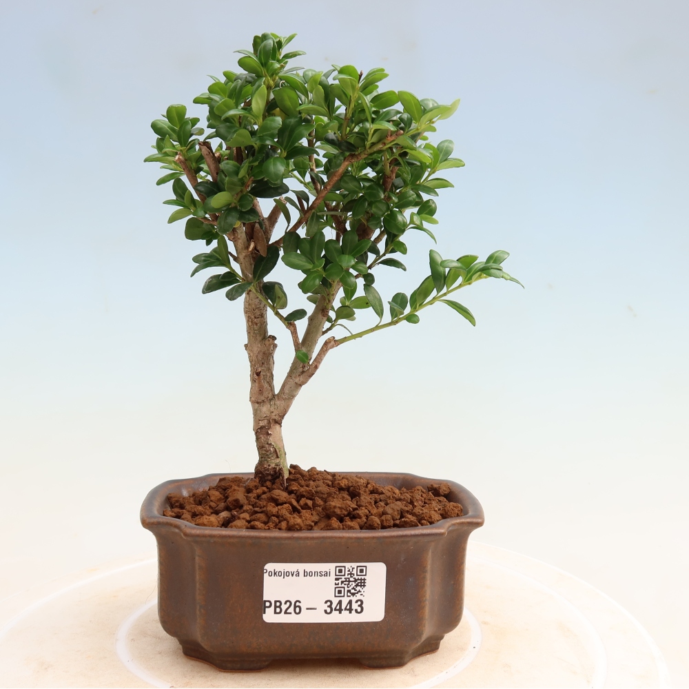 Szobai bonsai - Ilex crenata - Holly