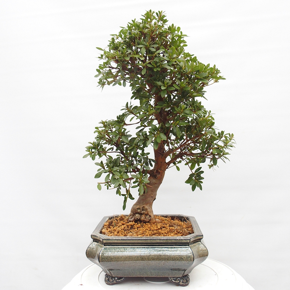 Kültéri bonsai - Japán azálea - Azalea satsuki