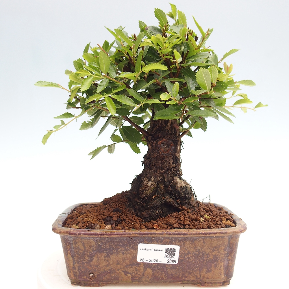 Kültéri bonsai - Zelkova - Zelkova NIRE