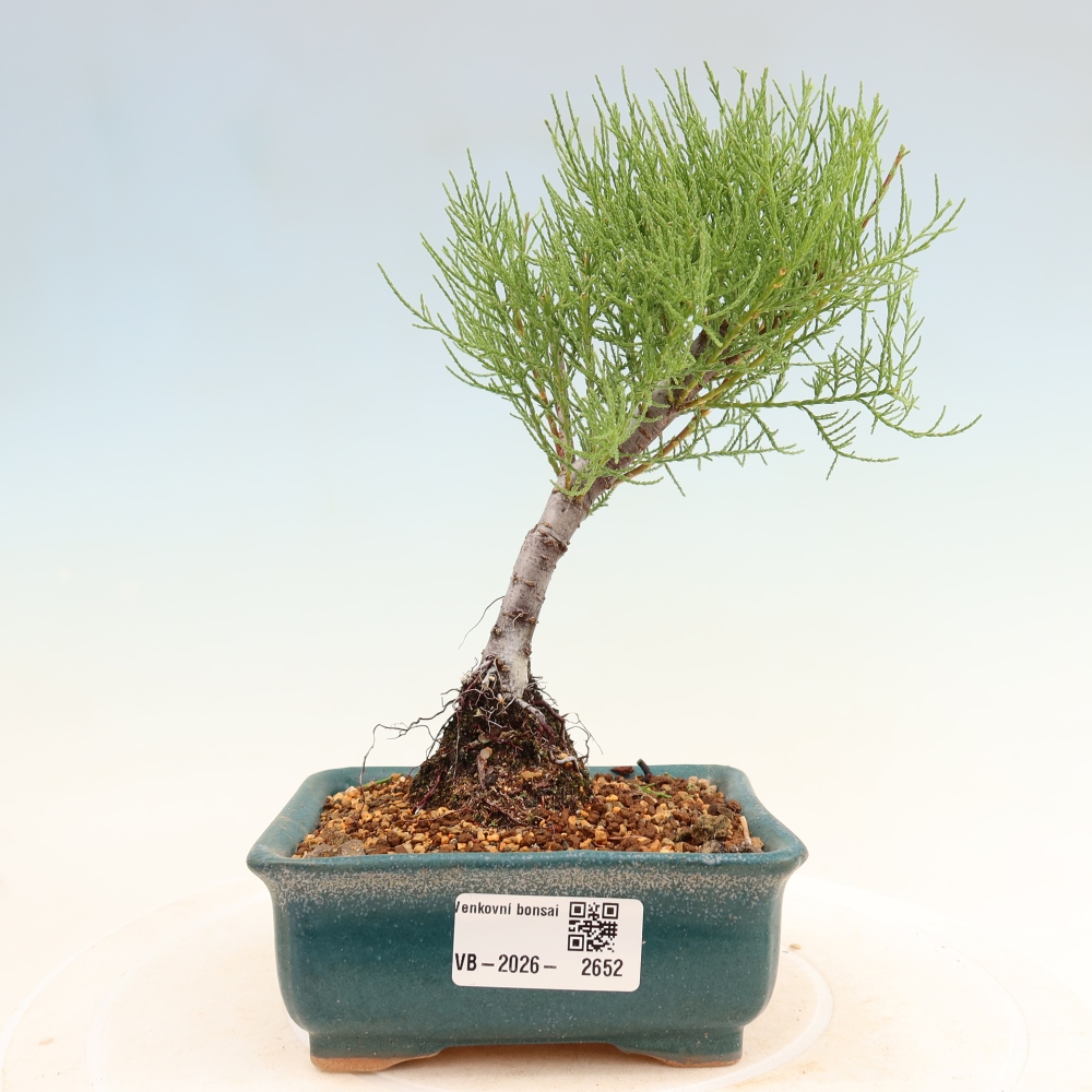 Kültéri bonsai - Tamariszkusz - Tamarix